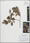 Foto von Salix pedicellata Desf.